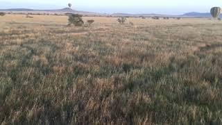 The Serengeti by Hot Air Balloon