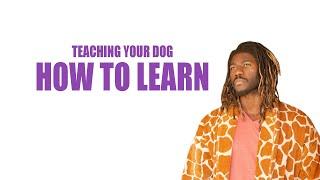 TEACHING A PUPPY HOW TO LEARN