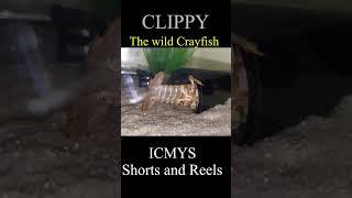 CLIPPY The Wild Crayfish