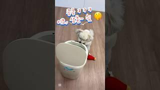 사고 치려다가 딱 걸린 강아지의 행동은?ㅋ ㅋ #dogfunny #웃긴짤 #cutedog #강아지 #귀여운강아지
