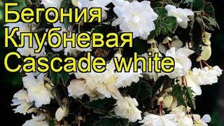 Бегония клубневая (Cascade white). Краткий обзор, описание характеристик, где купить луковицы