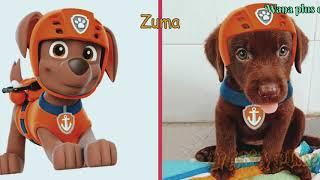 PAW PATROL ALL CHARACTERS IF THEY WERE HUMANS | wana plus 0