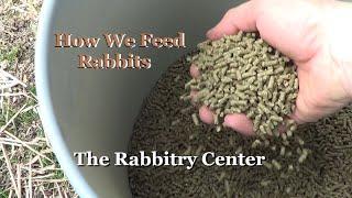 What I Feed & Don't Feed My Rabbits