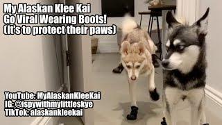 Alaskan Klee Kai: Mini Huskies go viral wearing boots