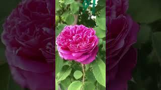 Yolande d’Aragon Rose - Illinois Zone 5 Garden #Shorts