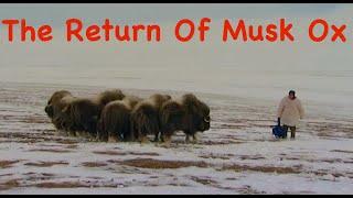 The Return Of Musk Ox / Siberia, Arctic areas / BUSHCRAFT  in the tundra