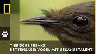 TIERISCHE FREAKS - Kettensäge & Autoalarm: Vogel mit Gesangstalent | National Geographic