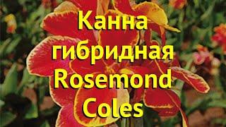 Канна гибридная Росемонд Колес. Краткий обзор, описание характеристик canna Rosemond Coles