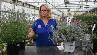 Lavander Production Tips | Walters Gardens