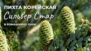 Пихта корейская Сильвер Стар - яркая звездочка любого сада