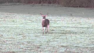 Red Ice Hammers an 8 point with the .300 win mag Suppressed