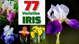 77 IRIS Varieties｜Best IRIS Plant Varieties with Identification From A to Z