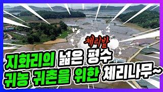 No. 325 지화리 1275평의 저렴한 체리밭 송산그린시티의 고정리땅, 송정리땅, 쌍정리땅, 신천리땅, 중송리땅, 독지리땅, 고포리땅, 모든매물은 송산프랜드부동산