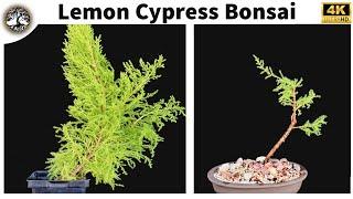 Lemon Cypress Bonsai