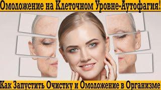 Аутофагия - омоложение и очистка организма на клеточном уровне!
