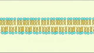 INTERVIEW WITH PREHISTORIC MEMBRANE