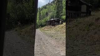 Deer at abandoned cabin in Colorado mountains