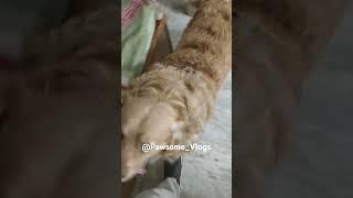 #music#labradorretriever  #petlove #viralshort #tranding #puppy#cute #song #subscribe #playtime#dog