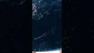 Yellowfin tuna takes the gaff for a ride!