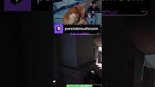 Shot from Afar! | DOG CAM! | porcinismushroom on #Twitch