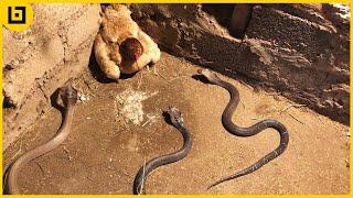 15 Moments When Snakes Messed With The Wrong Opponents