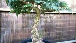 Acacia bonsai trees