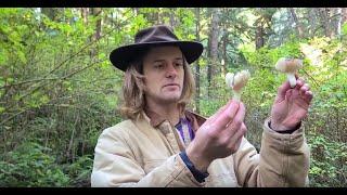 BMSC Live Local Species Highlights: Fungi, featuring Daniel Zayonc! Part I: Fungal Diversity!