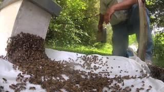 How to catch a swarm of bees