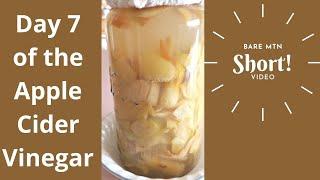 Day 7 of Apple Cider Vinegar #Shorts