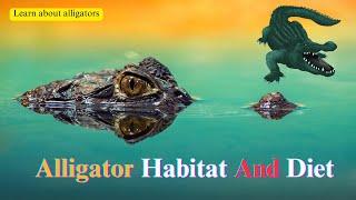 Crocodile - My animal friends - Animal documentaries -Kids educational Videos