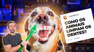 PQ ANIMAIS não têm CÁRIE mesmo SEM ESCOVAR os DENTES?