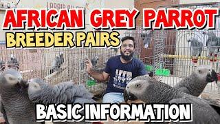 Congo African Grey Parrot Breeder Pairs | Basic Information how to identify Gender & age (eye color)