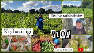 Tarlaya gittim | Fasulye topladim | Kış hazirligi | tursu kurdum | Günlük Vlog 