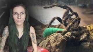 The LAST TARANTULA FEEDING VIDEO I will EVER film here.