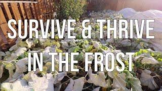 SURVIVE & THRIVE IN THE FROST