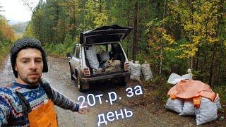 Сбор и продажа кедровой шишки. Поднимаю 20тыс.руб. за день. Тайга кормит