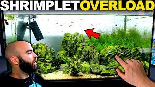 MOST Successful Shrimp Tank EVER!!! (fish room updates)