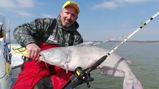 *Team Catfish* catching BIG BLUE CATFISH on Lake Texoma!