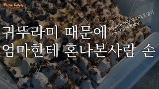 귀뚜라미, 이렇게 키우면 죽지도 않고 냄새도 안납니다.