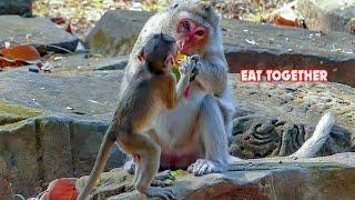 Monkey Buzz 8