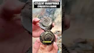 Невероятная находка возрастом больше 350 00000 лет #находка #раскопки