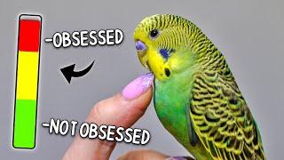 7 Signs Your Bird is OBSESSED with You