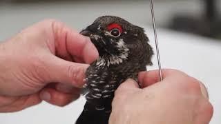 Spruce Grouse, with real skull inverted. Eye comb building.