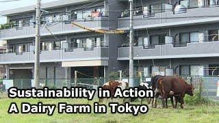 Sustainability in Action – A Dairy Farm in Tokyo