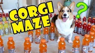 Corgi Maze Challenge Fails — Building a Dog Maze || Extra After College