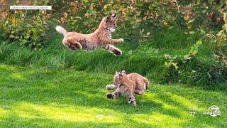 Bobcat kittens adorably steal golf balls from a Colorado course in these must-see photos