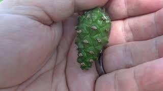 Identifying Scots pine