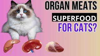 Is organ meat healthy for CAT? Learn about these SUPERFOODS!