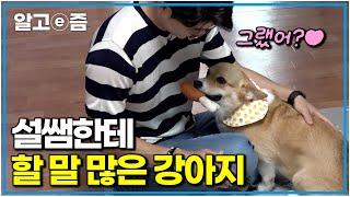“얼굴만 봐도 알아요” 설쌤의 수의관상학(?)으로 만난 지 10분 만에 웰시코기 가족의 문제 파악 완료｜세상에 나쁜 개는 없다｜알고e즘