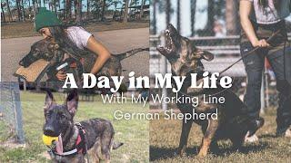 A Day In The Life with My Working Line GSD